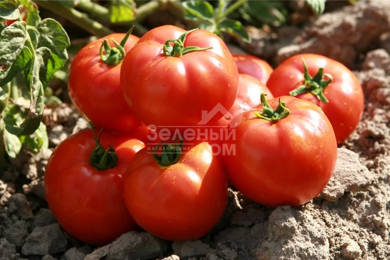 Садин F1 / Sadeen F1,85-100 дней фото 1