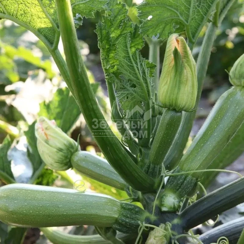 Корделия F1 / Kordeliya F1 фото 2