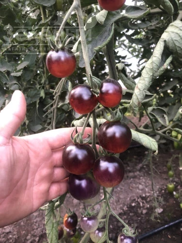 Литл Рок F1 / Little Rock F1, 95 дней фото 4