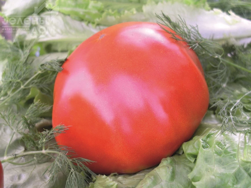 Райское наслаждение / Ray'skoe naslazhdenie фото 1