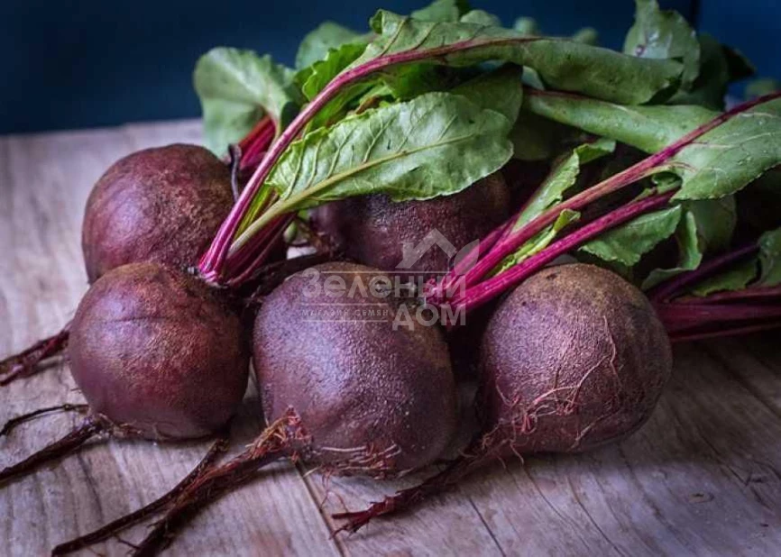 Детройт Дарк Ред / Detrojt Dark Red, 55-57 дней фото 1