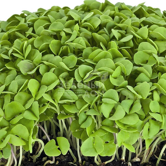 Микрогрин Базилик зеленый / Microgreen Basil green фото 1
