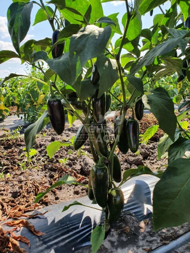 Моджаве F1 / Modzhave F1 фото 5