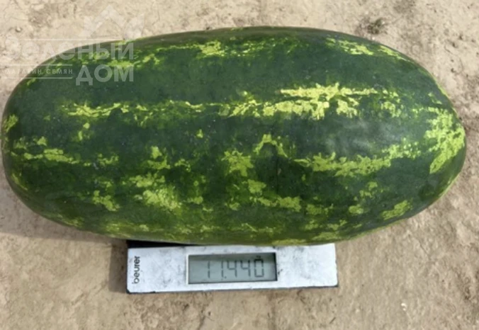 Эксплорер F1 / Eksplorer F1  фото 3