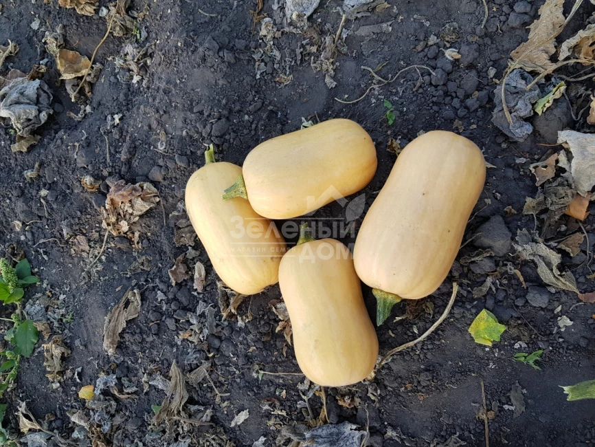 Тиана F1 / Tiana F1,90-95 дней фото 1