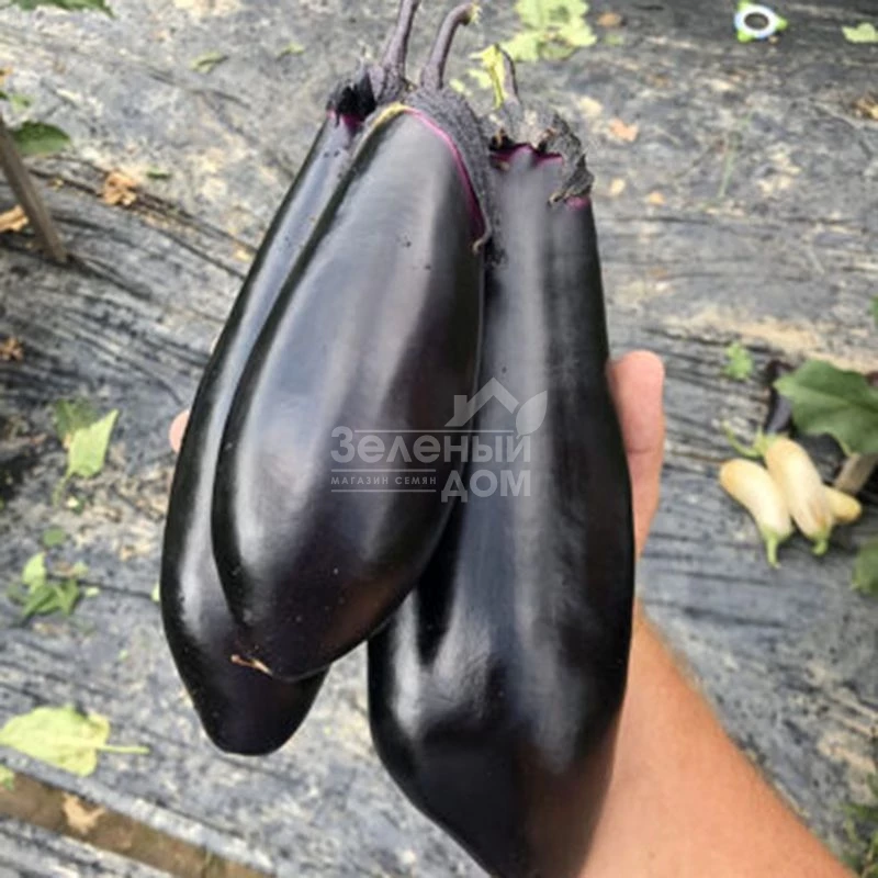 Ден F1 / Den F1,50 дней фото 1