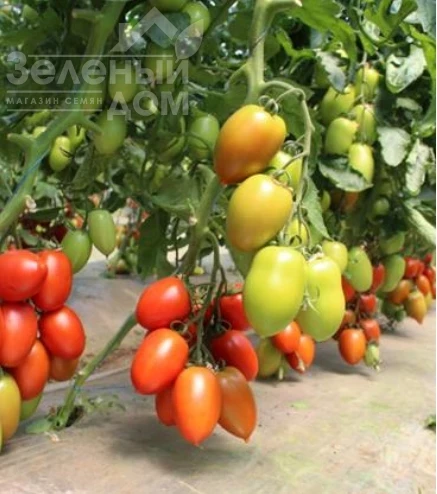 Бакалар F1 / Bakalar F1, 65 дней фото 1