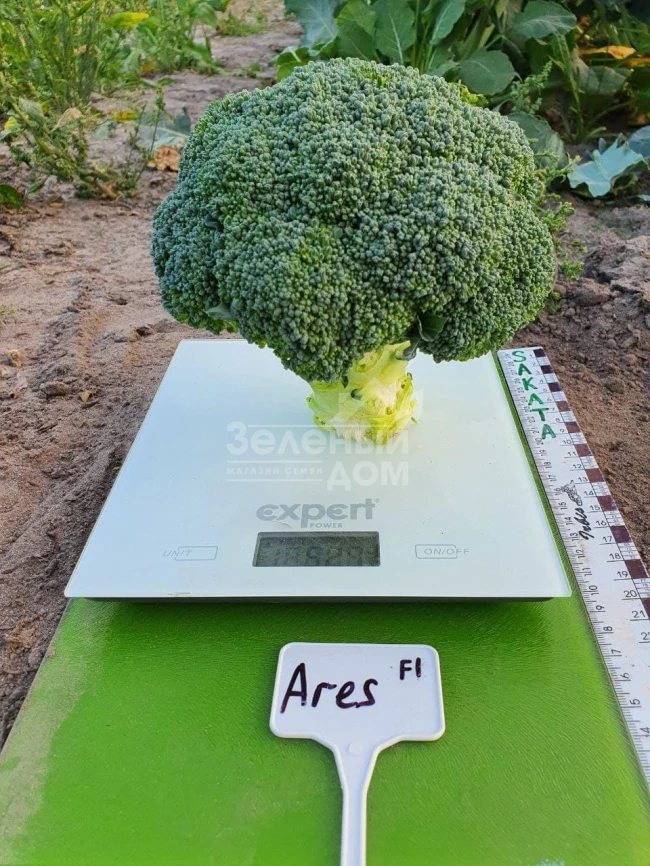 Арес F1 / Ares F1, 60-70 дней фото 1