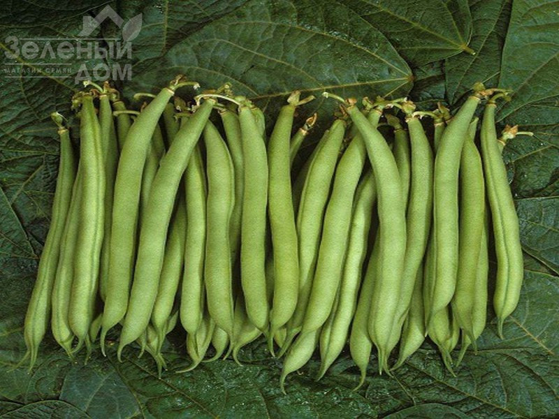 Палома F1 / Paloma F1 фото 1