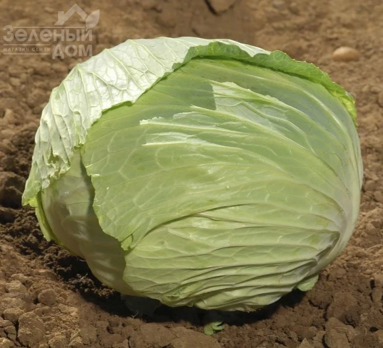 Свити F1 / Sviti F1, 80-90 дней фото 1