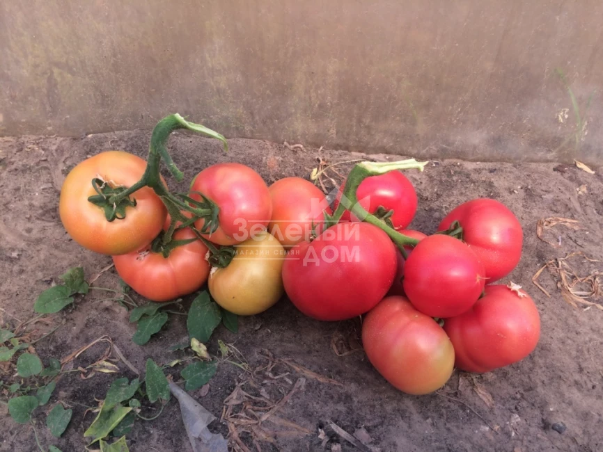 Ризотта F1 / Rizzota F1 фото 3