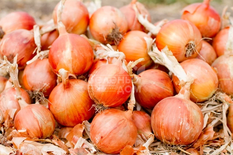 Делфис F1 / Delfis F1,125-130 дней фото 1