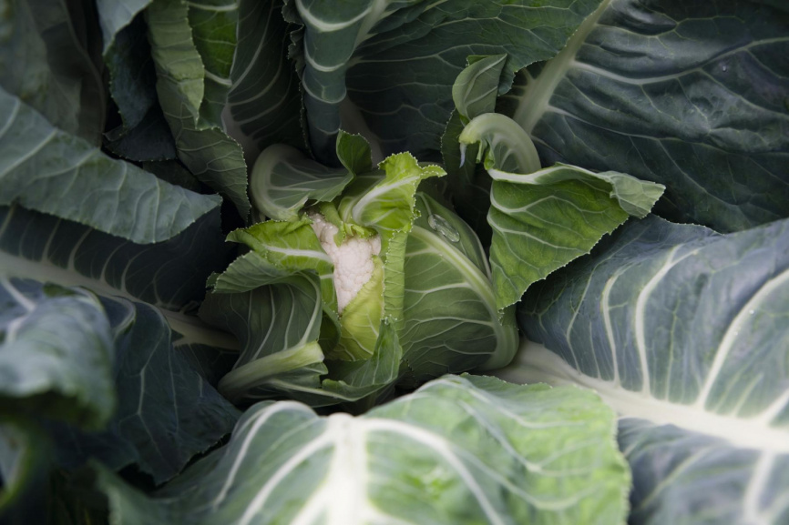 Балбоа F1 / Balboa F1,89 днів фото 2