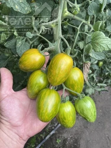 Корвалис F1 / Korvalis F1, 95 дней фото 4