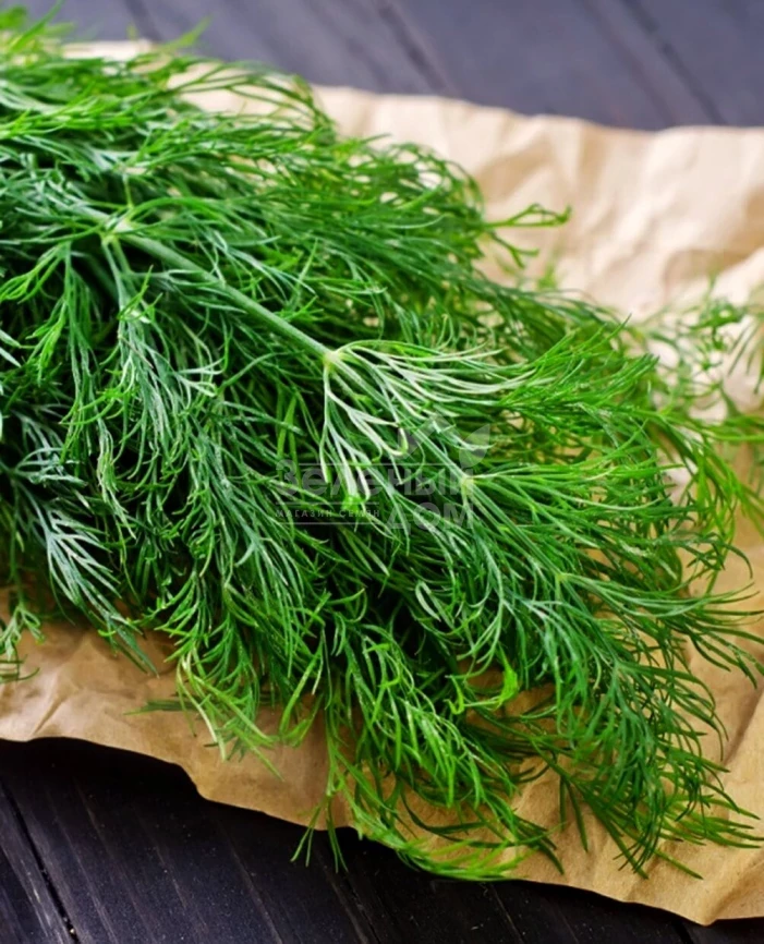 Мега Тетра / Mega Tetra фото 1