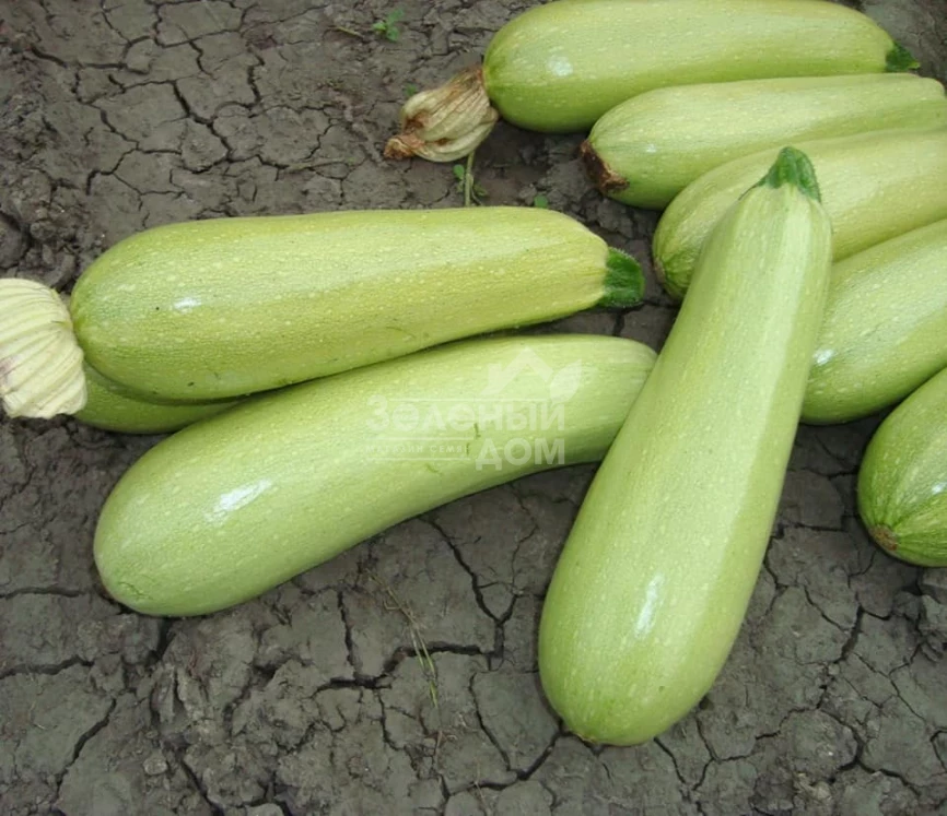 Ардендо 174 F1 / Ardendo 174 F1,40-45 дней фото 3