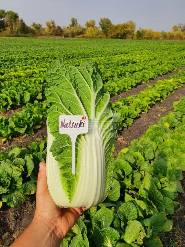 Натсуки F1 / Natsuki F1, 55-60 дней фото 4