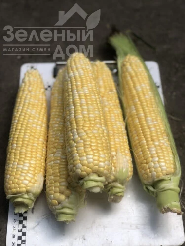 Экшен F1 / Action F1, 77 дней фото 1