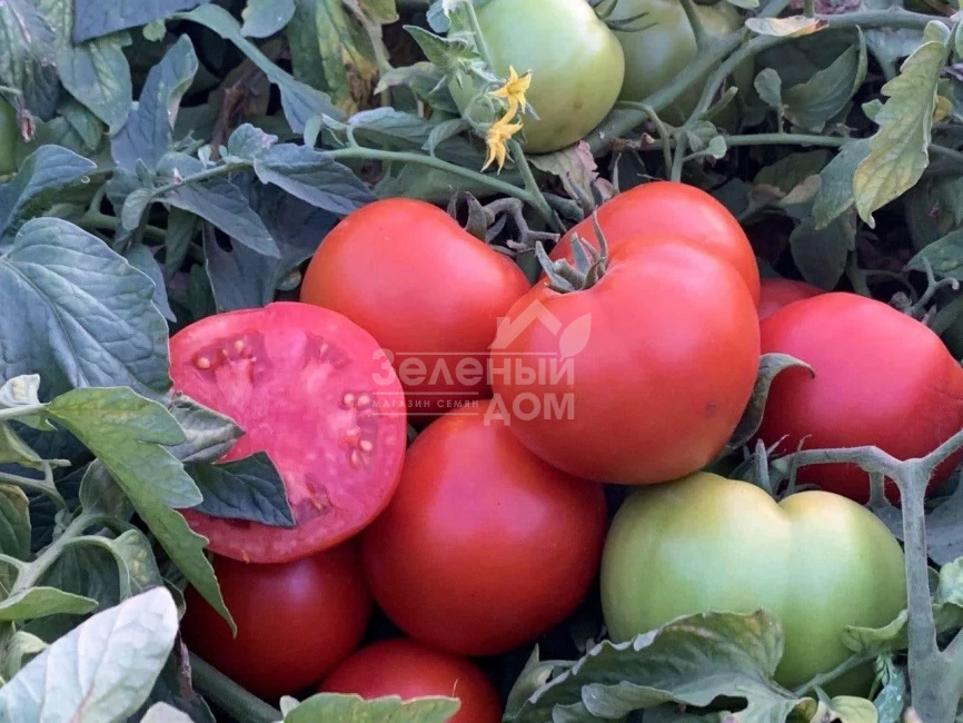 Рихам F1 / Riham F1,60-62 дня фото 4