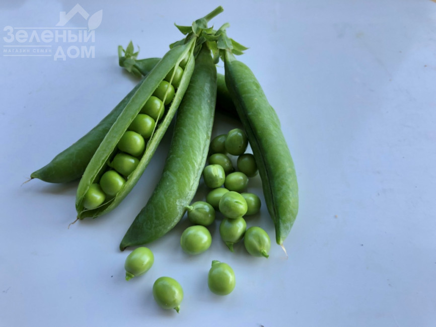 Кінгсайз / Kingsize, 50-55 днів фото 1