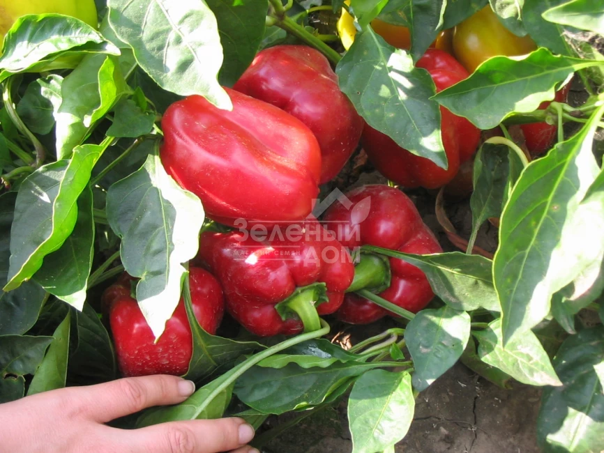 Актеон / Akteon,65-75 дней фото 2