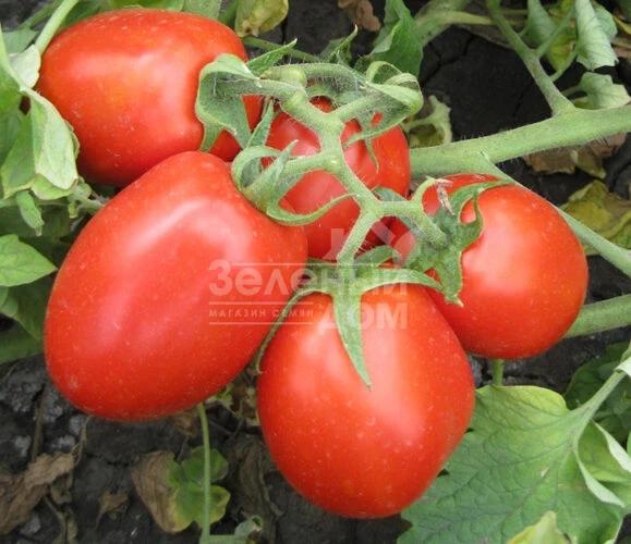 8504 F1 / 8504 F1, 125 дней фото 2