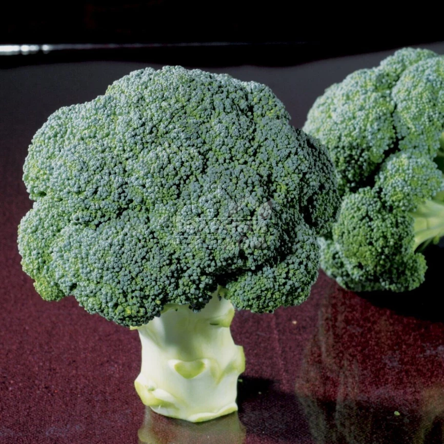 Чубби F1 / Chubby F1,75-80 дней фото 1