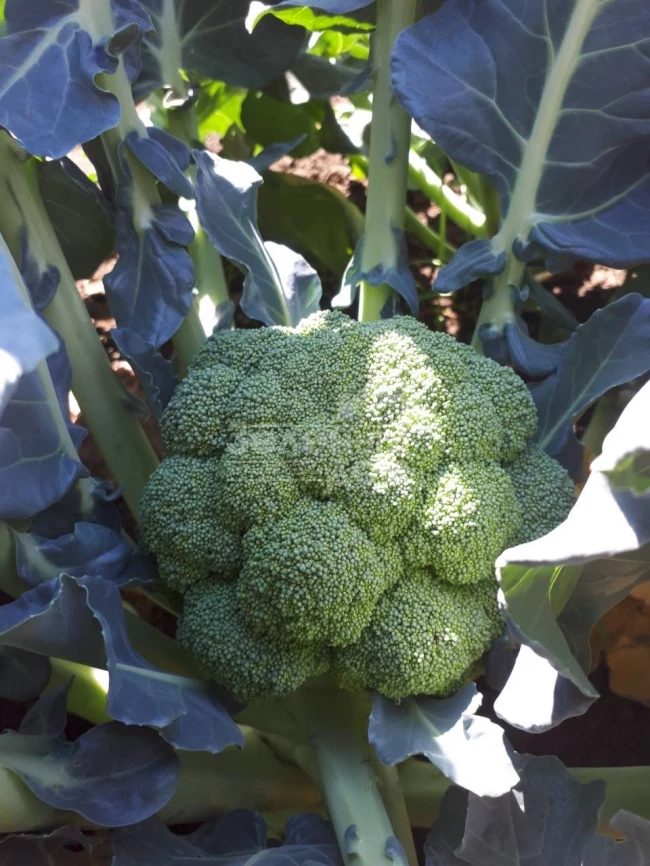 Самоа F1 / Samoa F1, 55-60 дней фото 1