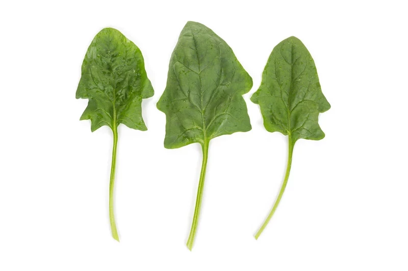 Пума F1 / Puma F1 фото 4