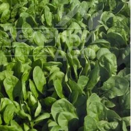 Пума F1 / Puma F1 фото 1