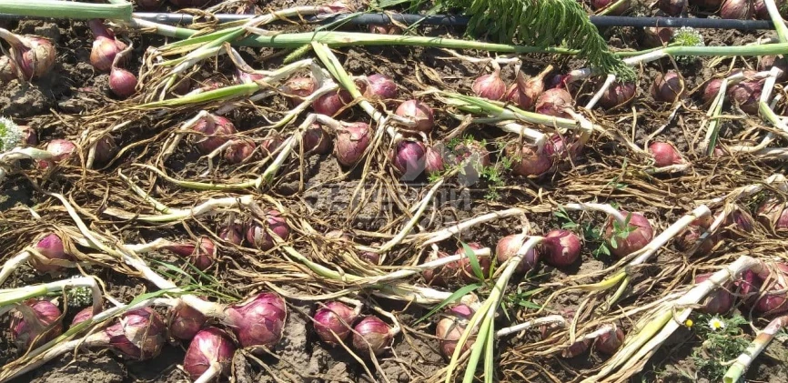 Фабула F1 / Fabula F1 фото 3