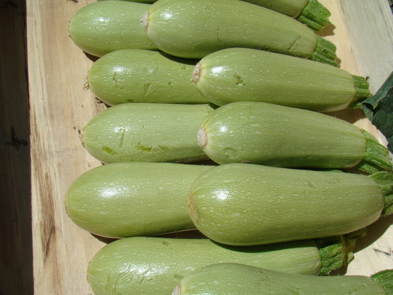 Асма F1 / Asma F1,40-45 днів фото 4