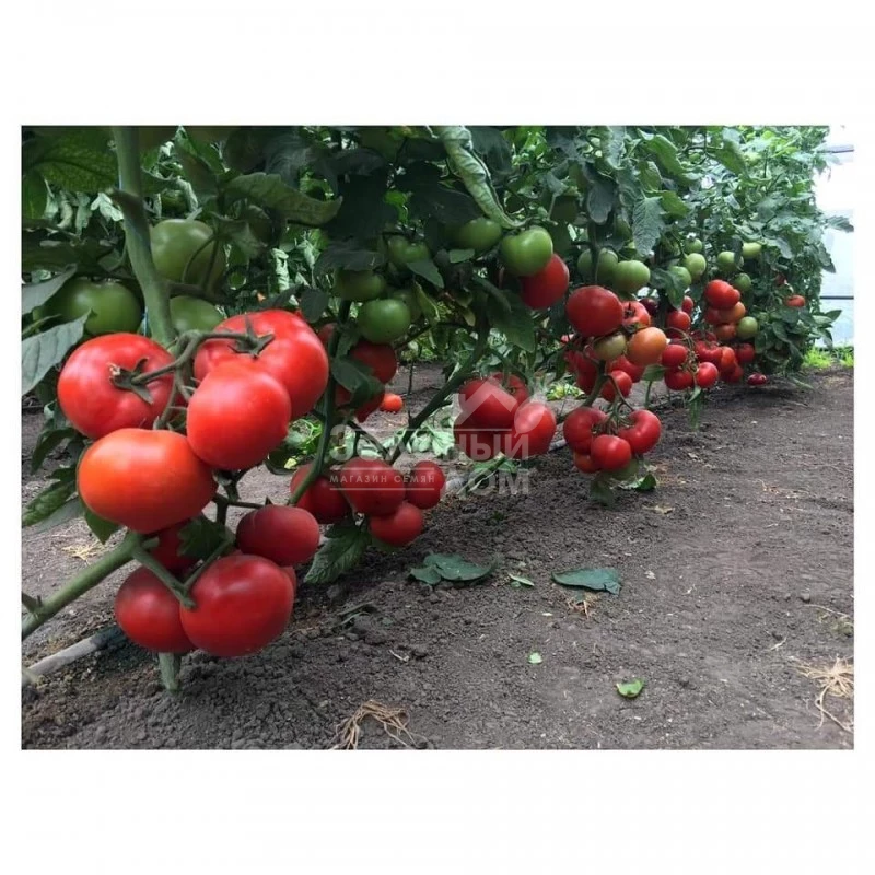 Саймон F1 / Saimon F1 фото 1