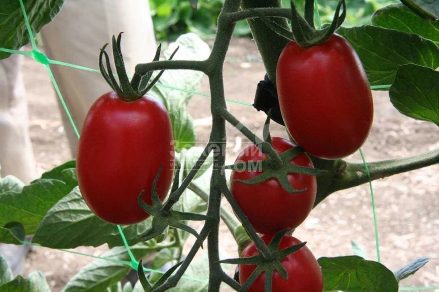 ЮГ 205 F1 / UG 205 F1,118 дней фото 1