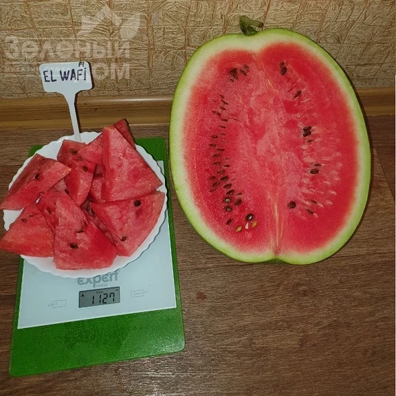 Эль Вафи F1 / El Wafi F1, 65-70 дней фото 2