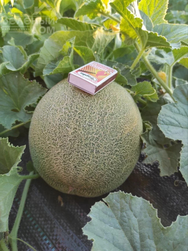 Нора (INX 1234) F1 / Nora (INX 1234) F1,55 дней фото 2