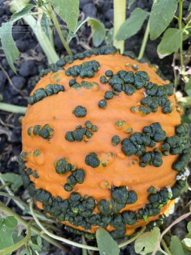 Ворти Гоблин F1 / Vorti Goblin F1, 95-105 дней фото 2