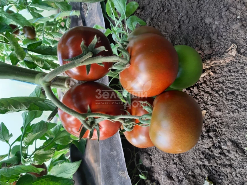 Керук F1 / Keruk F1, 70 дней фото 3