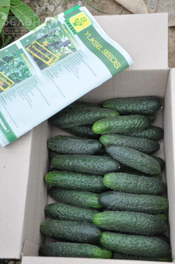 Мозаик F1 / Mozaik F1 фото 1