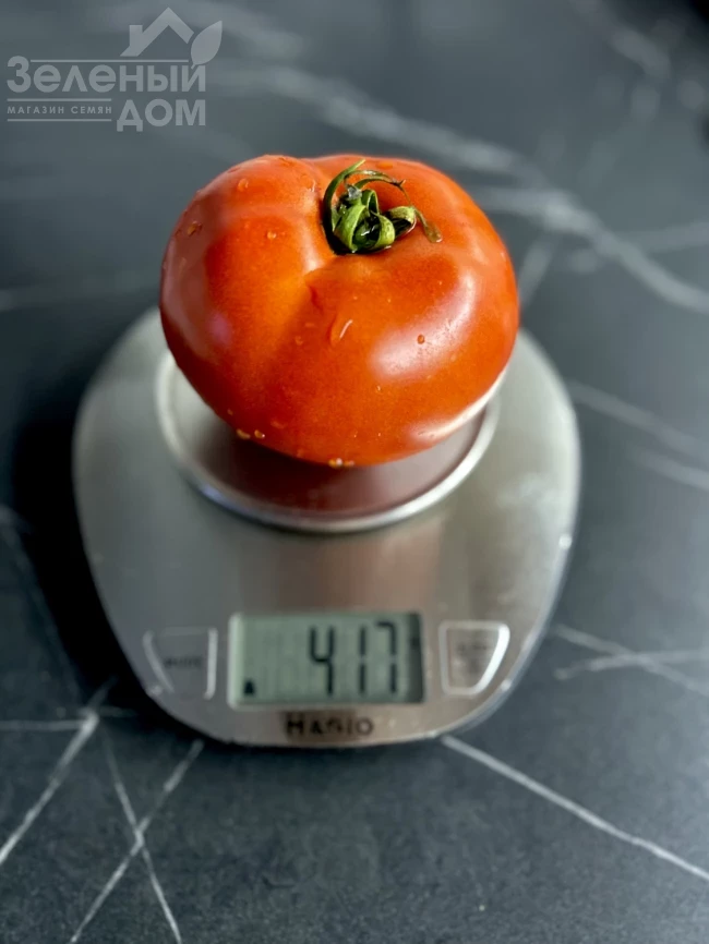 Томатина F1 / Tomatina F1, 62-67 дней фото 3