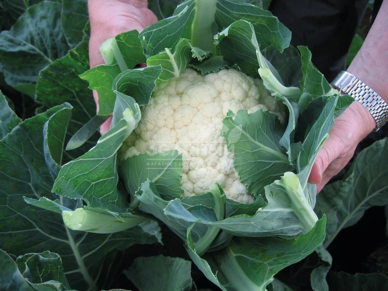 Овиедо F1 / Oviedo F1,66 дней фото 2