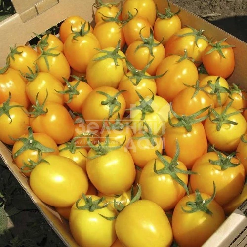 Еллоу ривер F1 / Yellow river F1,63 дня фото 1