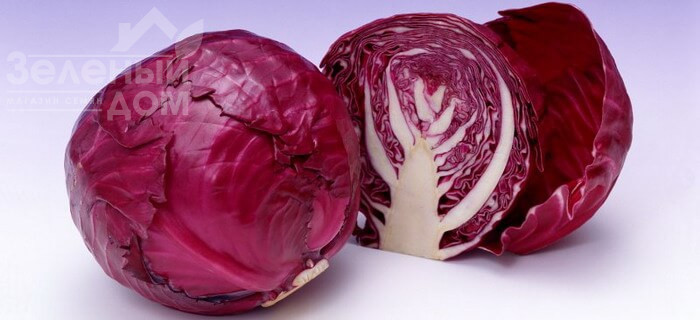 Редма F1 / Redma F1,80 днів фото 2