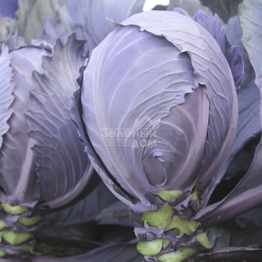 Интеграл F1 / Integral F1 фото 1