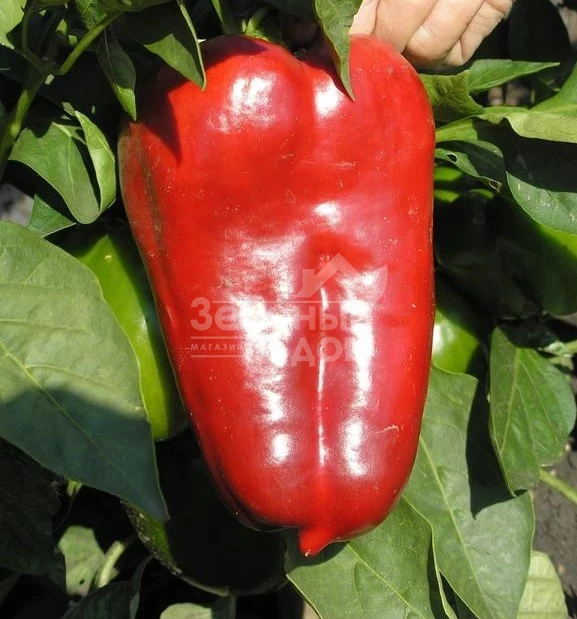 Полет / Polet,120-130 дней фото 2