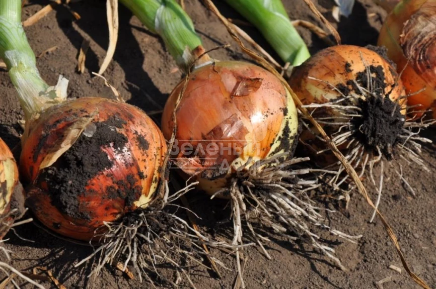 Голд Стар F1 / Gold Star F1, 120-125 дней фото 3