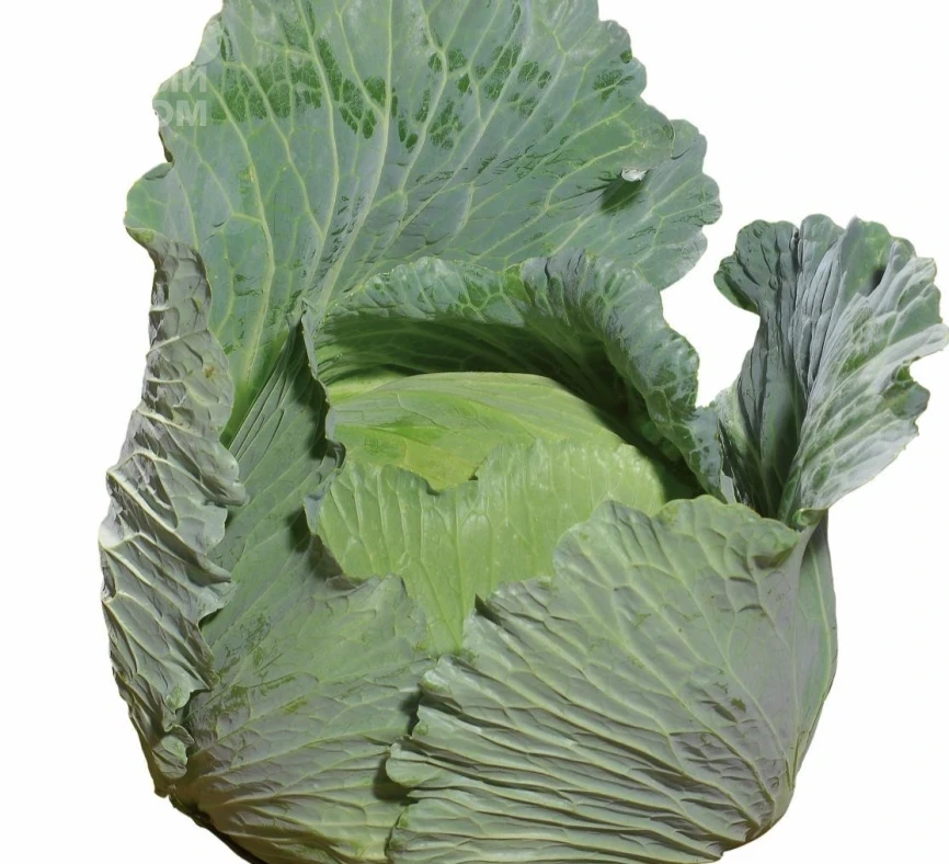 Свити F1 / Sviti F1, 80-90 дней фото 2