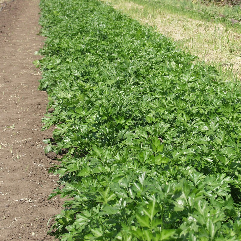 Новас / Novas, 30-45 днів фото 3