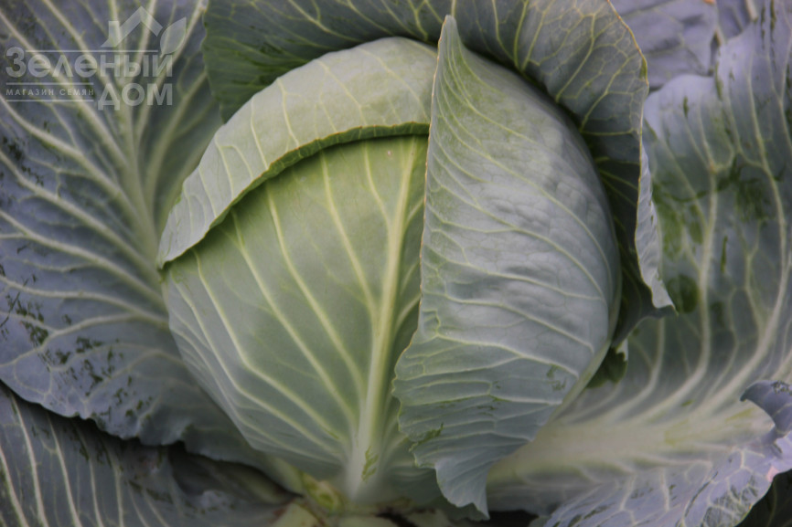 Гарантія F1 / Harantia F1,120-130 днів фото 2