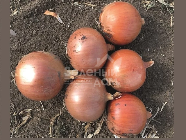 Минди F1 /  Mindi F1 фото 1